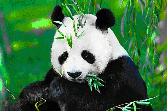 全国人大代表侯蓉：近30年成都熊猫基地大熊猫数量增长12倍